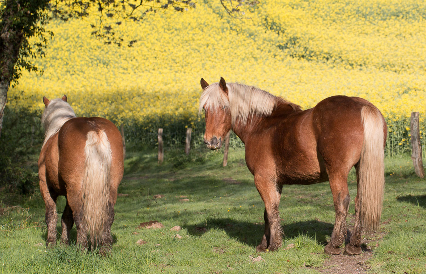 chevaux