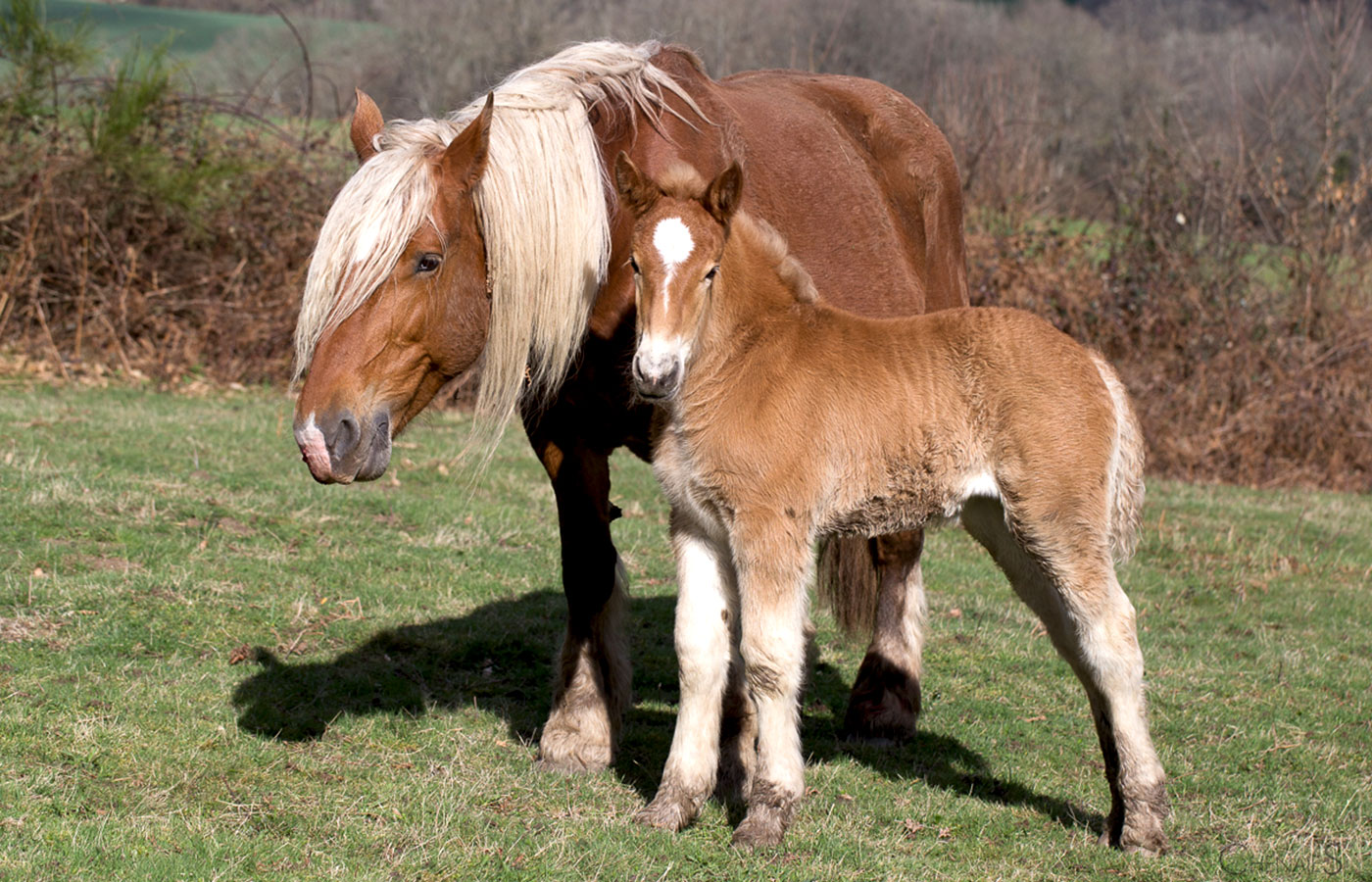 chevaux2